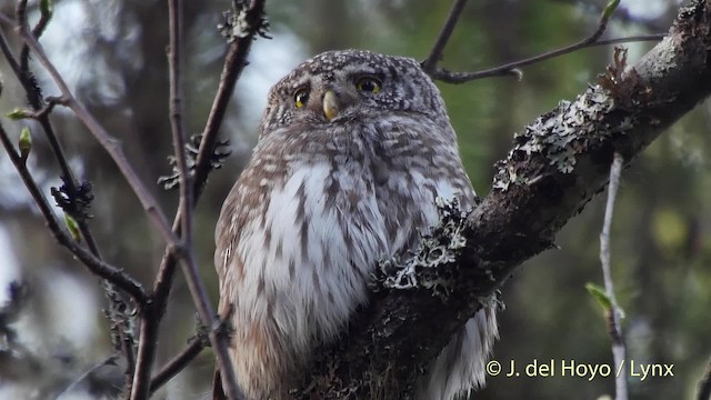 Eurasian Pygmy-Owl - ML201518951