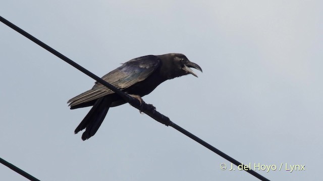 Large-billed Crow (Large-billed) - ML201518961