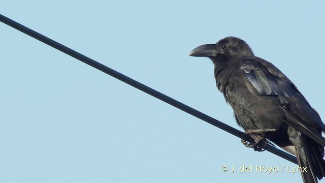 Large-billed Crow (Large-billed) - ML201518971