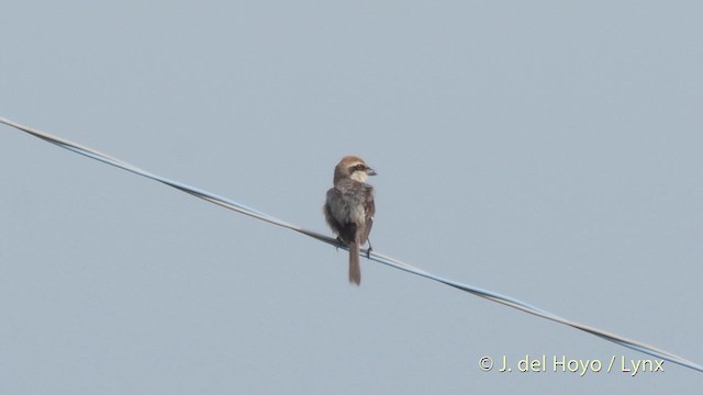  - Bull-headed Shrike