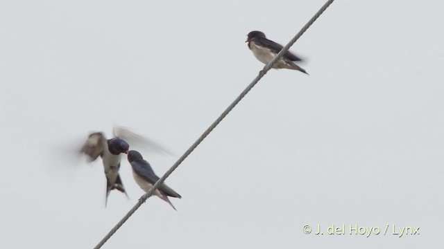 Barn Swallow (Buff-bellied) - ML201519081