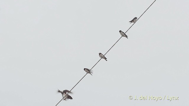 Barn Swallow (Buff-bellied) - ML201519091