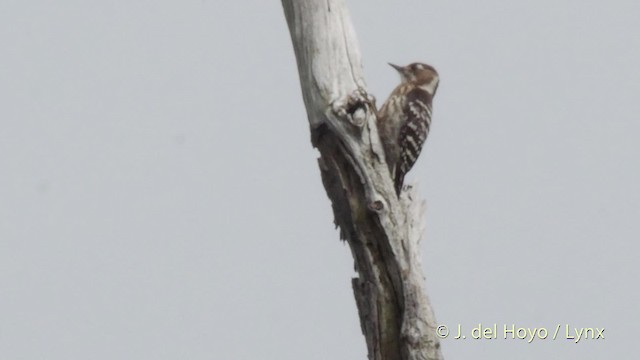 Japanese Pygmy Woodpecker - ML201519131
