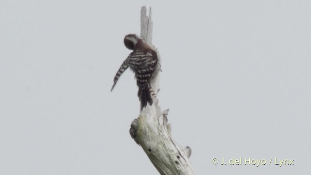 Japanese Pygmy Woodpecker - ML201519141