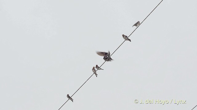 Barn Swallow (Buff-bellied) - ML201519181