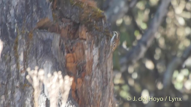 Rusty-flanked Treecreeper - ML201519241