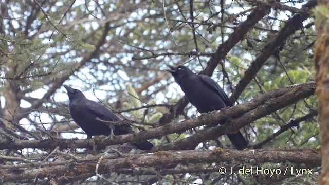 Large-billed Crow (Large-billed) - ML201519381
