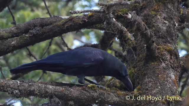  - Large-billed Crow (Large-billed)