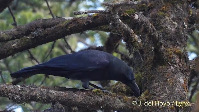 Large-billed Crow (Large-billed) - ML201519391