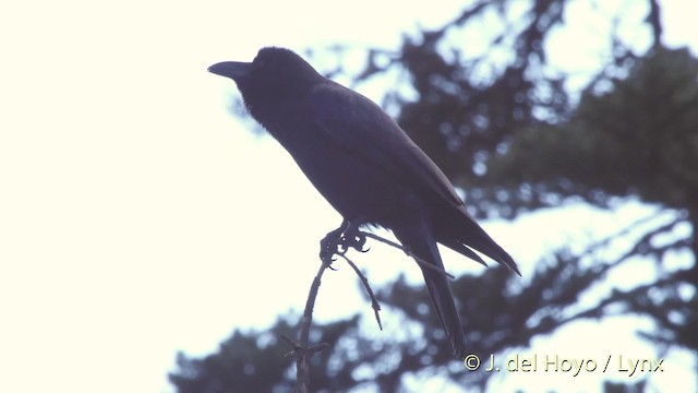 Large-billed Crow (Large-billed) - ML201519401
