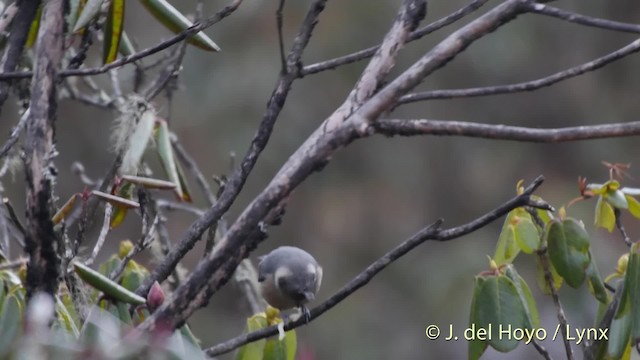 Gray-crested Tit - ML201519481