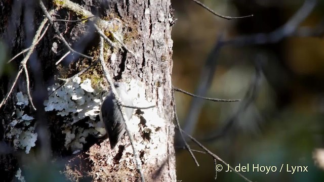 Gray-crested Tit - ML201519491