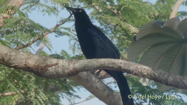 Great-tailed Grackle (Great-tailed) - ML201519521