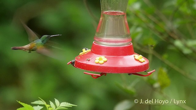 Snowy-bellied Hummingbird - ML201519621