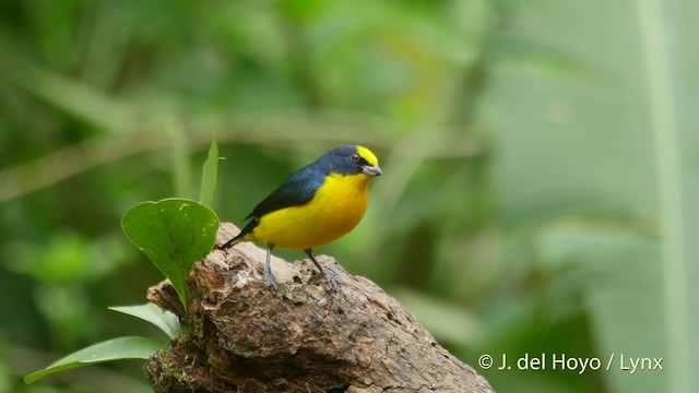 Thick-billed Euphonia (Black-tailed) - ML201519671