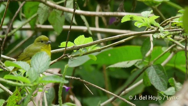 Thick-billed Euphonia (Black-tailed) - ML201519681