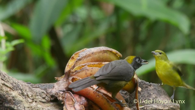 Thick-billed Euphonia (Black-tailed) - ML201519691
