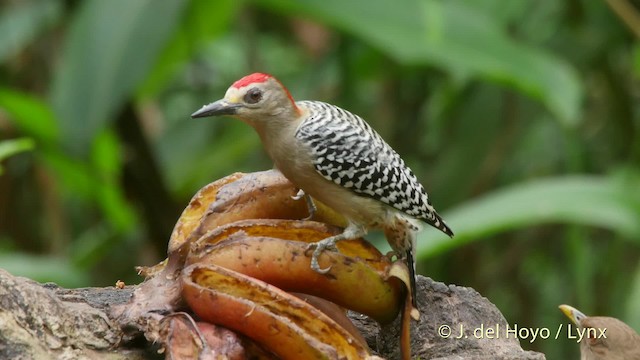 Red-crowned Woodpecker - ML201519711