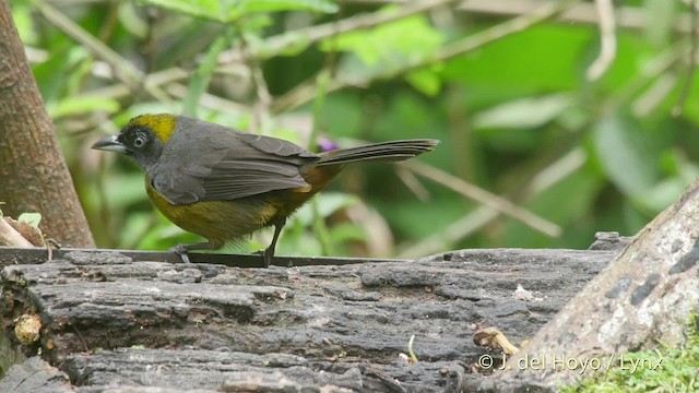  - Dusky-faced Tanager