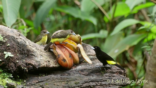 Flame-rumped Tanager (Lemon-rumped) - ML201519841