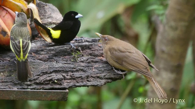 Flame-rumped Tanager (Lemon-rumped) - ML201519851