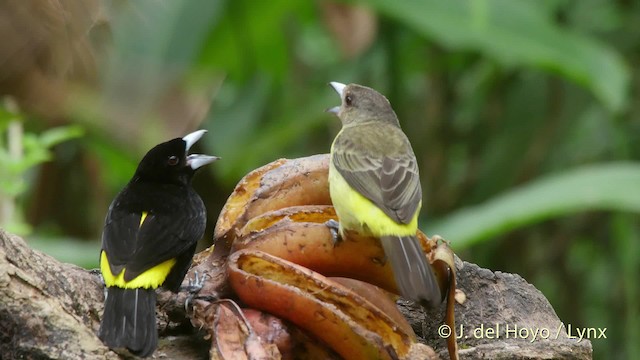 Flame-rumped Tanager (Lemon-rumped) - ML201519861