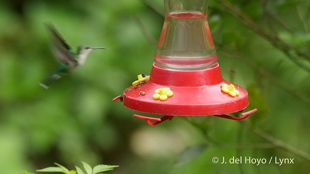kolibřík vidloocasý (ssp. venusta/townsendi) - ML201519881