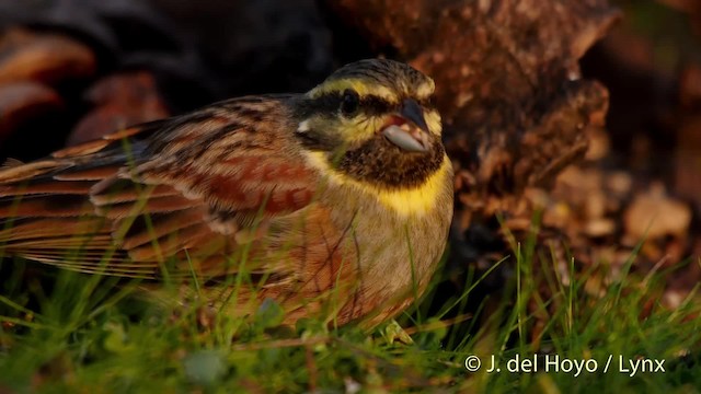 Cirl Bunting - ML201519941