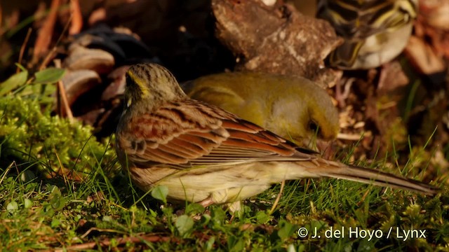 Cirl Bunting - ML201519961