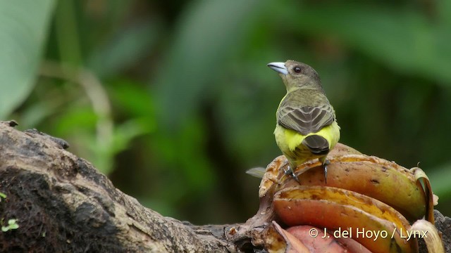 Flame-rumped Tanager (Lemon-rumped) - ML201520021