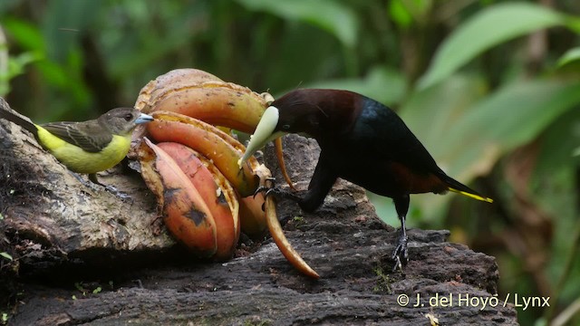 Flame-rumped Tanager (Lemon-rumped) - ML201520041
