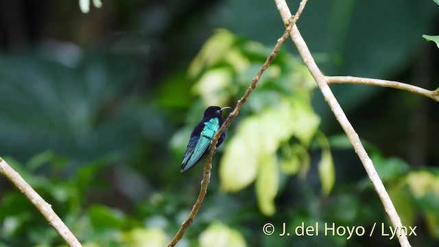 kolibřík nachovohrdlý - ML201520151