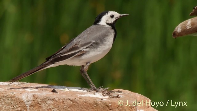 White Wagtail (White-faced) - ML201520371