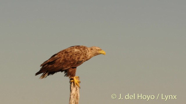 White-tailed Eagle - ML201520561