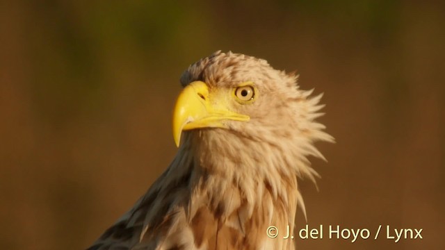 White-tailed Eagle - ML201520581