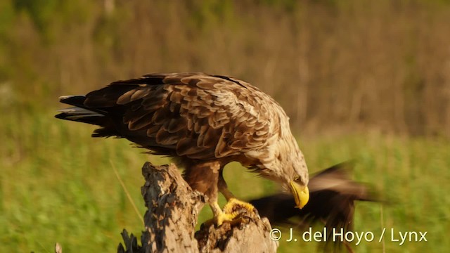 White-tailed Eagle - ML201520591