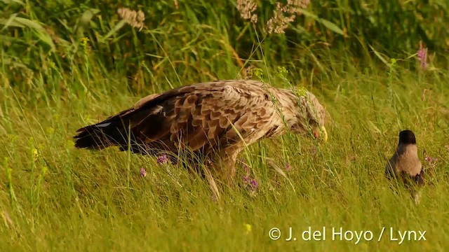 White-tailed Eagle - ML201520641