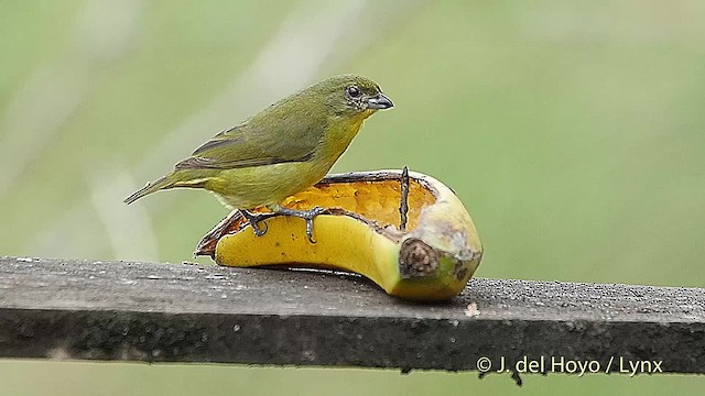 Thick-billed Euphonia (Black-tailed) - ML201520661