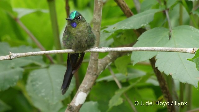 Violet-tailed Sylph - ML201520871