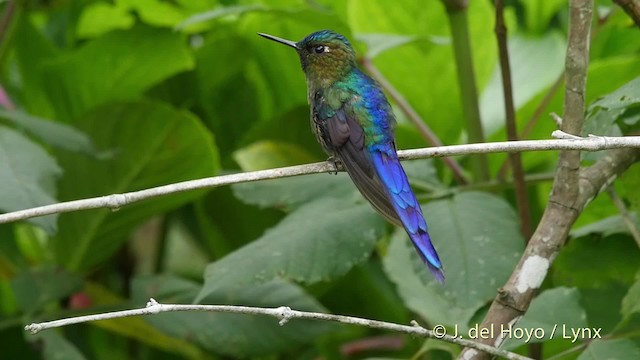 Violet-tailed Sylph - ML201520891