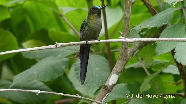 Violet-tailed Sylph - ML201520911