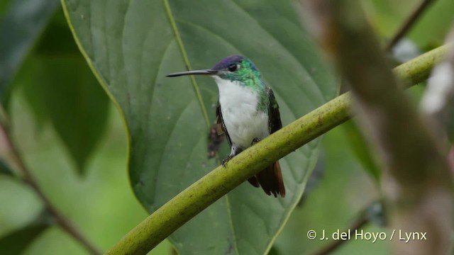 kolibřík andský - ML201520971