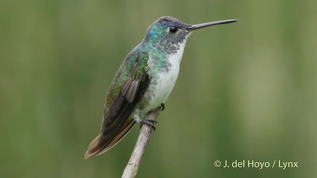kolibřík andský - ML201520981