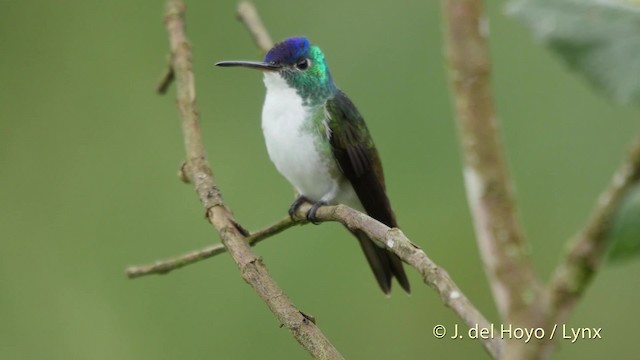 kolibřík andský - ML201520991