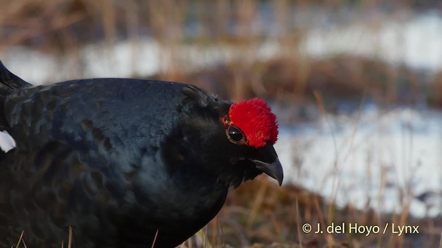 Black Grouse - ML201521171