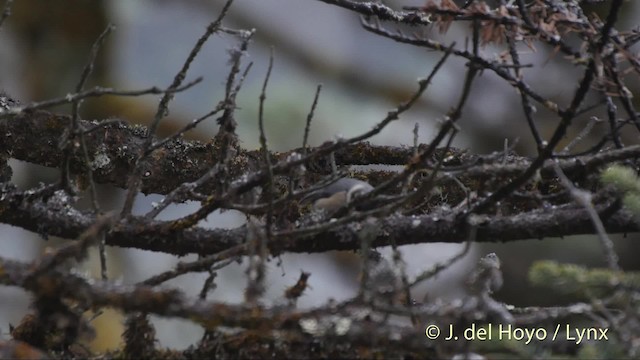 Gray-crested Tit - ML201521381