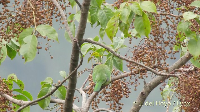 barbet žlutohrdlý (ssp. franklinii) - ML201521551