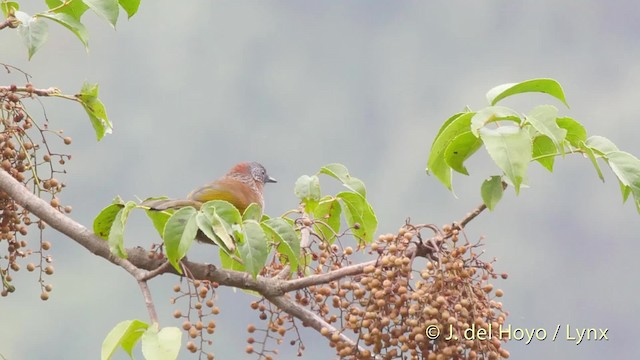 Chestnut-crowned Laughingthrush - ML201521641