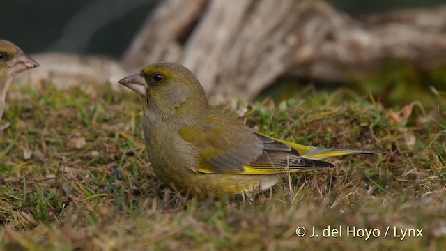 European Greenfinch - ML201521891