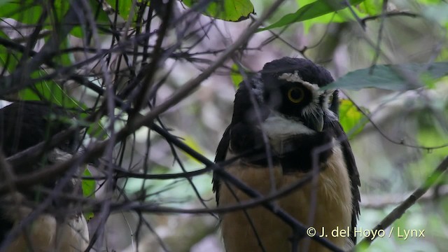 Spectacled Owl - ML201521971